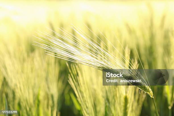 Closeup Of Ear Stock Photo - Download Image Now - Agricultural Field, Agriculture, Back Lit