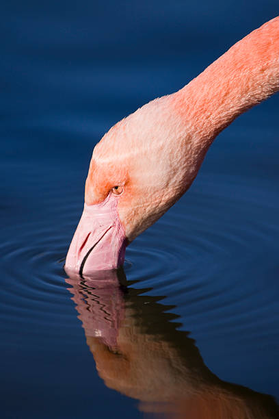 flamingo Rosa sobre alimentos pesquisa - fotografia de stock