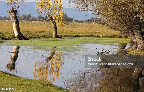 Foto de Kerkini Lago Na Grécia e mais fotos de stock de Bosque - Floresta - Bosque - Floresta, Cena Rural, Cultura Grega