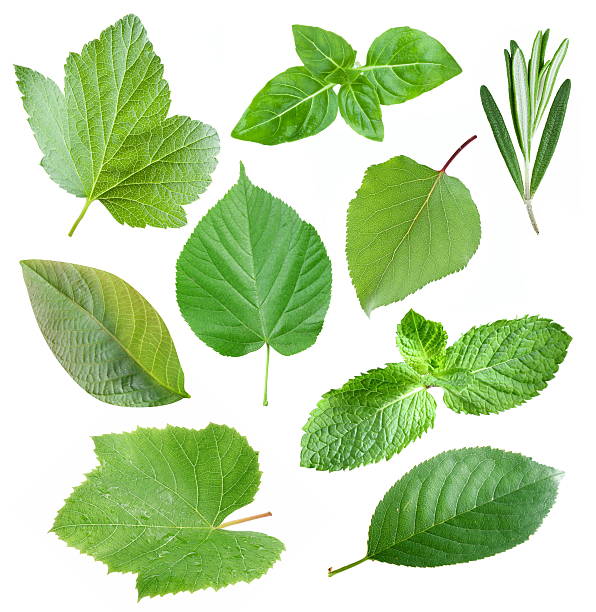 istock Collection of garden leaves 177333614