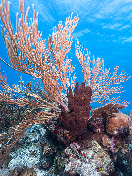 istock Xestospongia rosariensis 177333782
