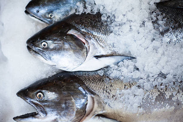 istock Fresh King Salmon on ice at a fish market. 177333904