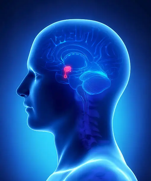 Photo of Brain anatomy  PITUITARY GLAND - cross section