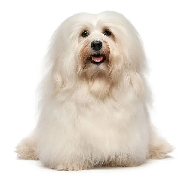"A cute sitting cream havanese male dog is looking to camera, isolated on white background"