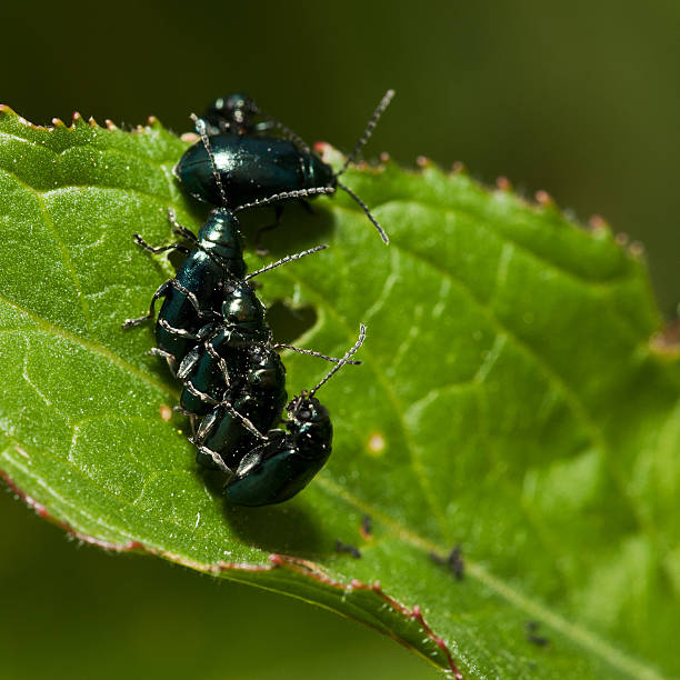 istock green Bugs having group sex 177334057