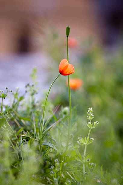small tender poppy flower stock photo