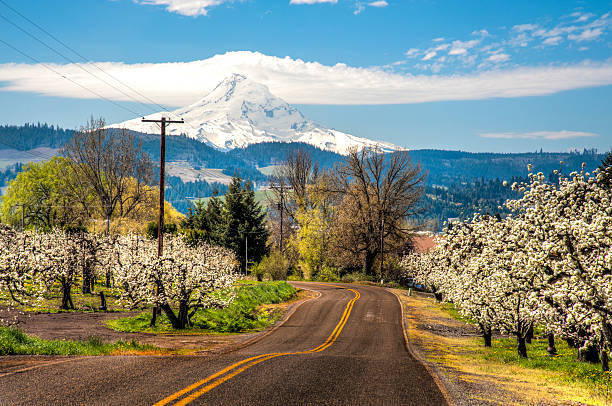 Rural road, apple orchards, Mt. Hood Rural road among apple orchards of Hood River Valley mt hood photos stock pictures, royalty-free photos & images
