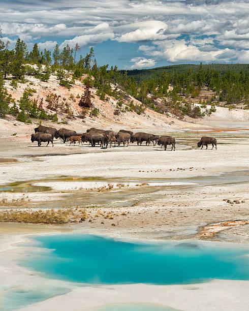 Bison on the geyser basin "Bison herd behind the Colloidal Pool at the Norris Geyser Basin in Yellowstone National Park, Wyoming" norris geyser basin photos stock pictures, royalty-free photos & images