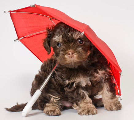 Puppy under the umbrella in studio