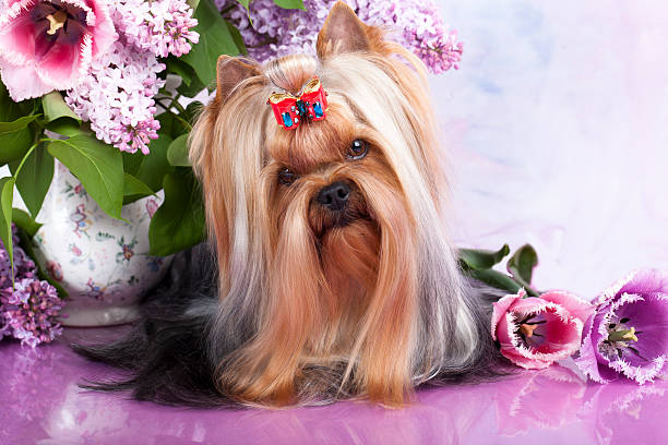 istock yorkshire terrier and flowers 177334993