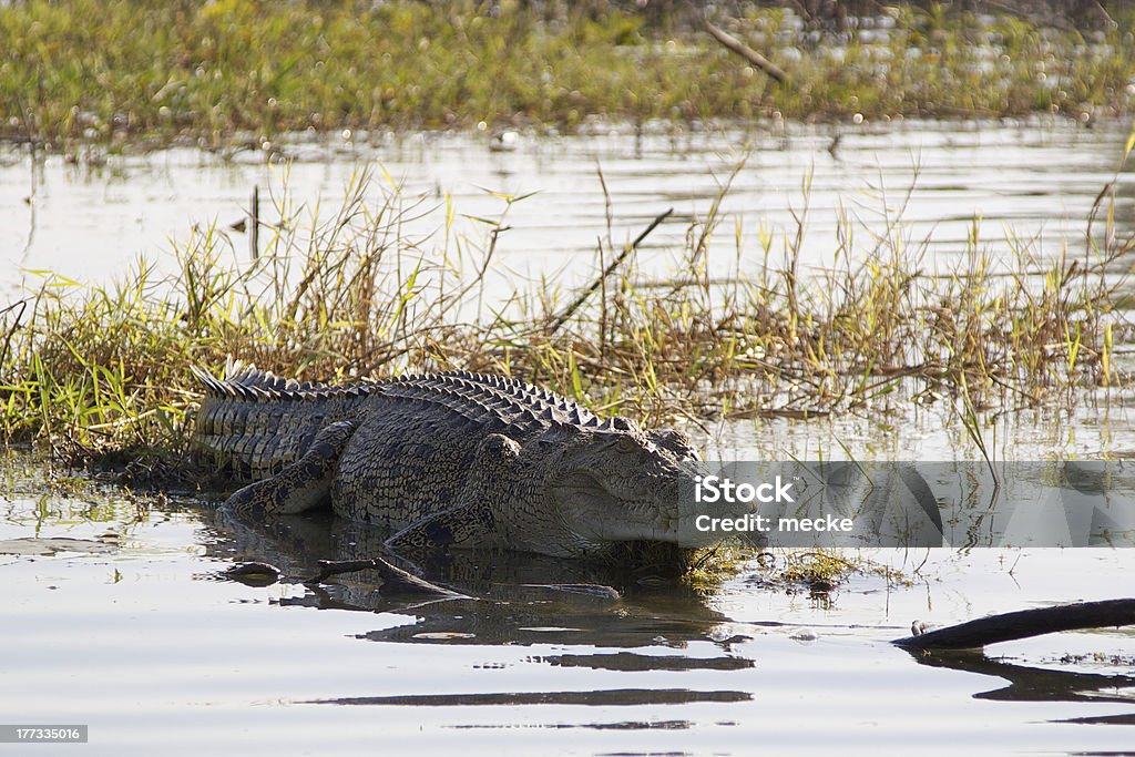 Krokodyl - Zbiór zdjęć royalty-free (Krokodyl)