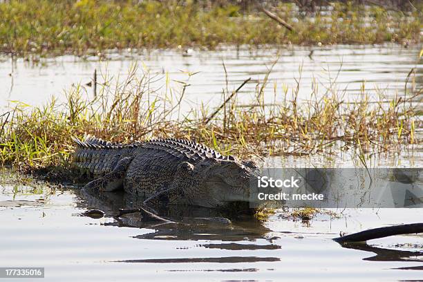 Крокодил — стоковые фотографии и другие картинки Крокодил - Крокодил, Северная территория, Австралия - Австралазия