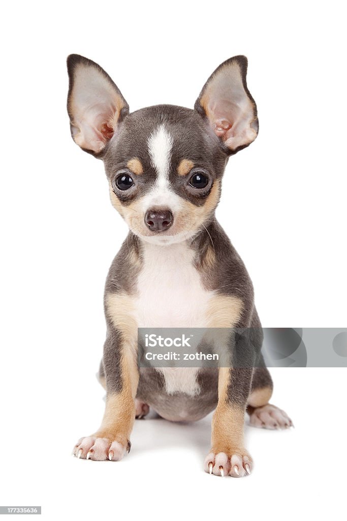 Puppy Chihuahua Cute Chihuahua dog on a white background. Animal Stock Photo