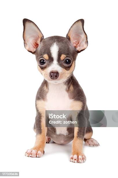 Puppy Chihuahua Stock Photo - Download Image Now - Animal, Animal Body Part, Animal Ear