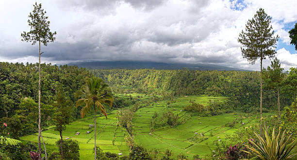 istock field terraces and mount Agung, Bali 177335860