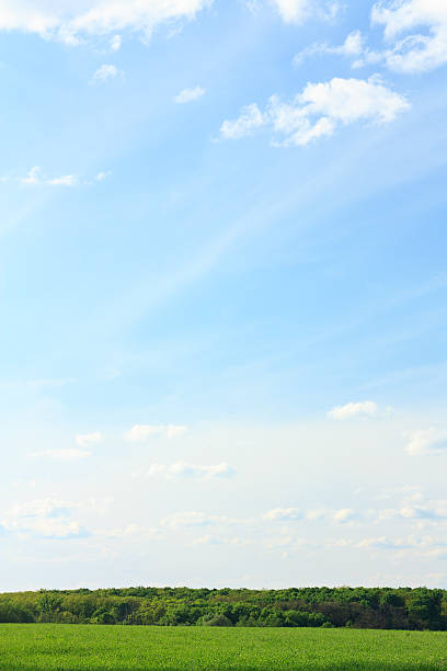 Landscape with a Green Wheat Field and Blue Sky. Springtime