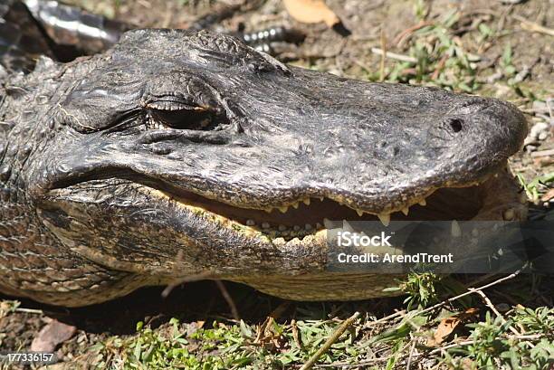 Foto de Jacaré Americano e mais fotos de stock de Aligátor - Aligátor, Animal selvagem, Boca Aberta