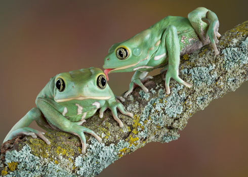 One waxy tree frog is licking another who looks surprised.