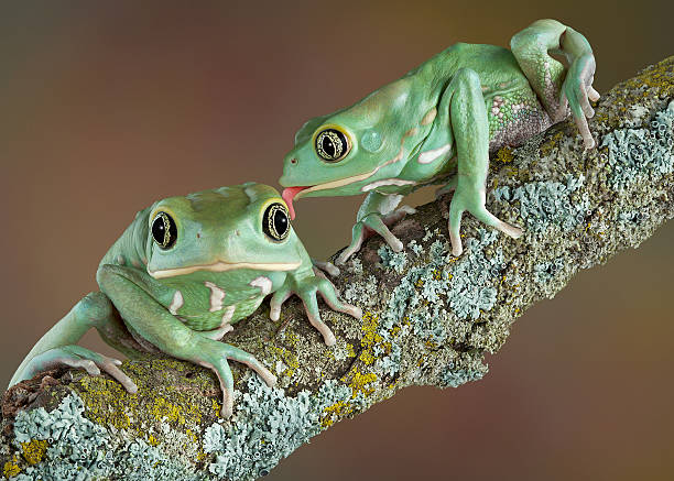 Waxy tree frog love One waxy tree frog is licking another who looks surprised. amphibians stock pictures, royalty-free photos & images