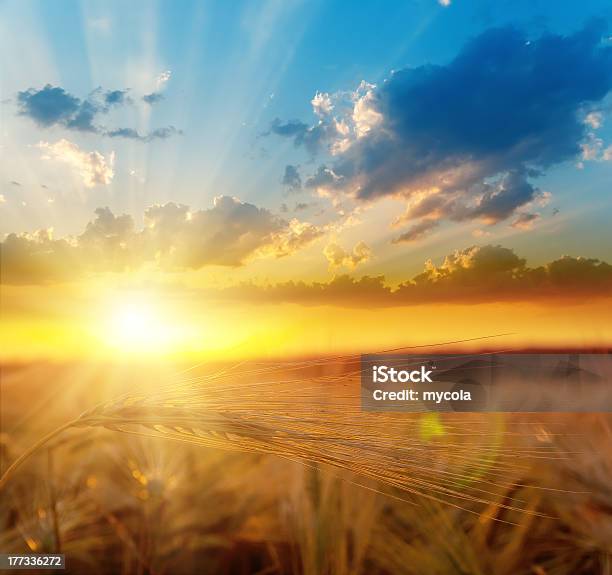 Golden Sunset Over Field With Barley Stock Photo - Download Image Now - Summer, The End, Farm