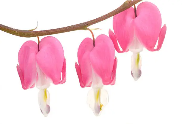 Three beautiful pink bleeding heart (lamprocapnos spectabilis) flowers on a white background