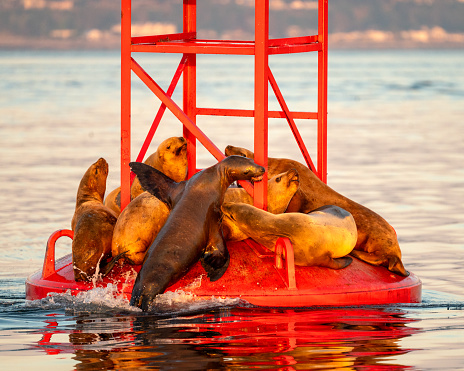 Stellar Sea Lions on a buoy near Quadra Island, British Columbia, Canada