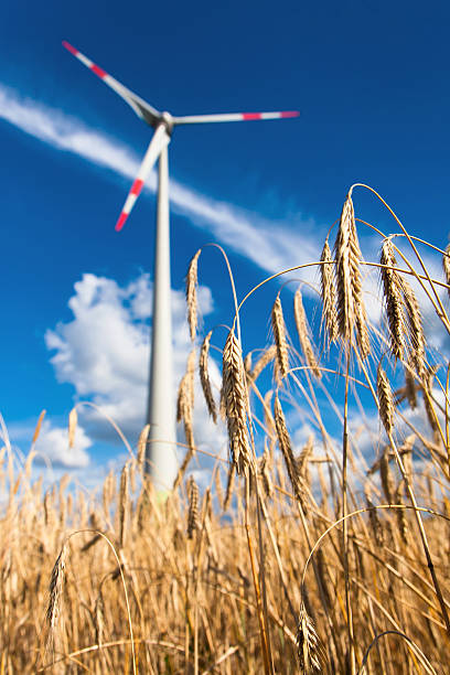 Żyto i Wind – zdjęcie