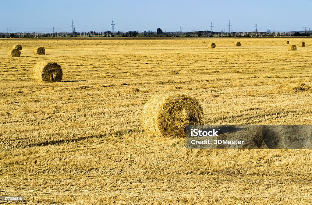 Campo de agricultura com fardos de feno - Foto de stock de Agricultura royalty-free