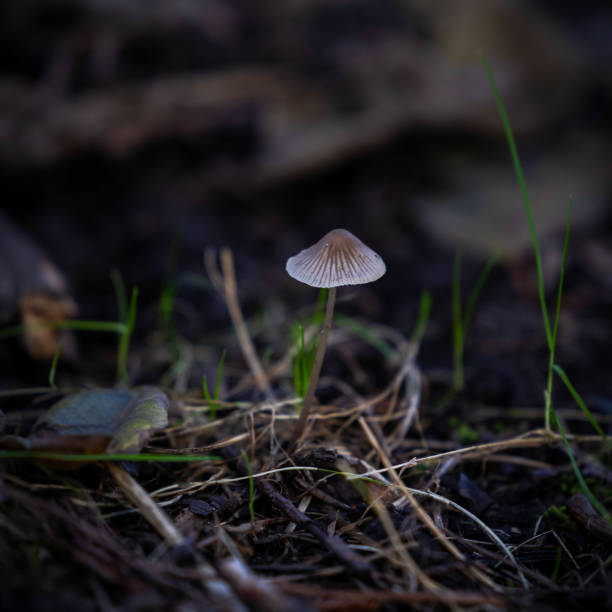 Mushrooms in Forest stock photo