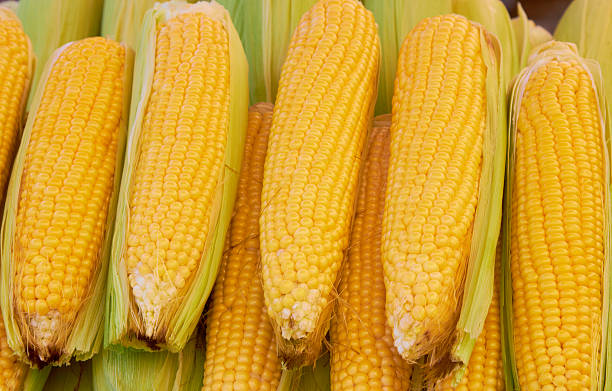 290+ Baby Corn Seeds Stock Photos, Pictures & Royalty-Free Images - iStock