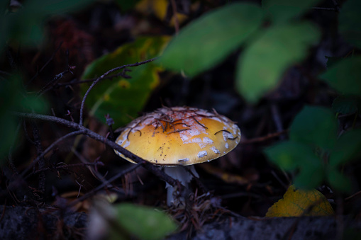 White, Brown, Red, Orange, Yellow Mushrooms in Forest