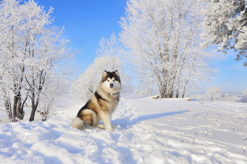 Malamute