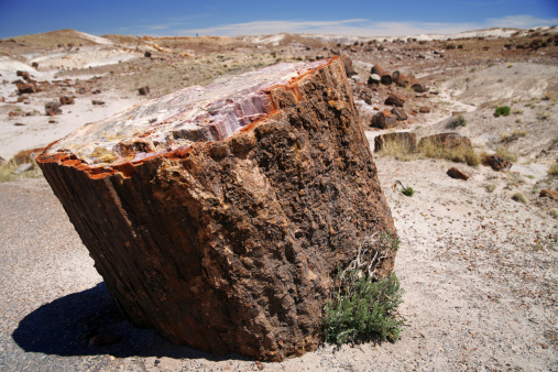Petrified log has crystallized into many varied colors of ochre and red in this specimen excavated from Petrified Forest National Park in Arizona are result of iron minerals