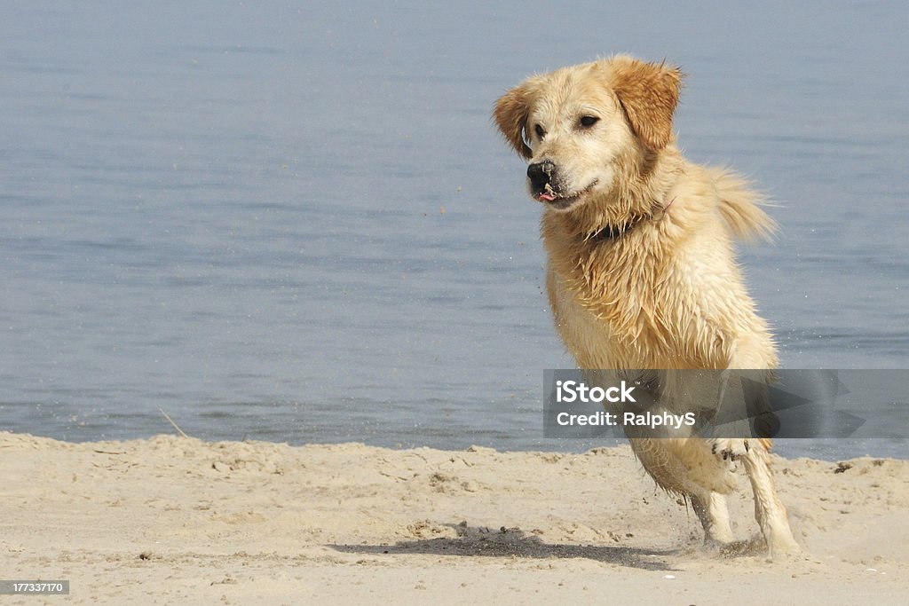 Spaß im sand - Lizenzfrei Aktivitäten und Sport Stock-Foto