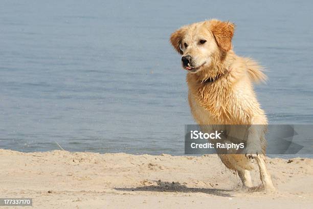 Diversão Na Areia - Fotografias de stock e mais imagens de Alegria - Alegria, Animal, Animal Doméstico
