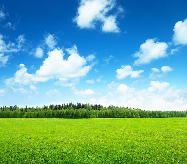 istock field of grass and perfect sky 177337297