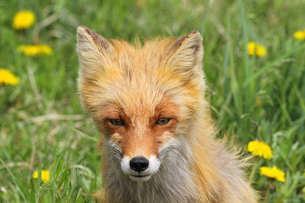 smart fox in dandelions stock photo