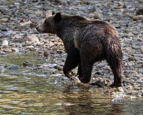 A grizzly bear in the Great Bear Rainforest near Campbell River, British Columbia, Canada.