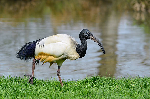 istock African sacred ibis walking on grass 177337415
