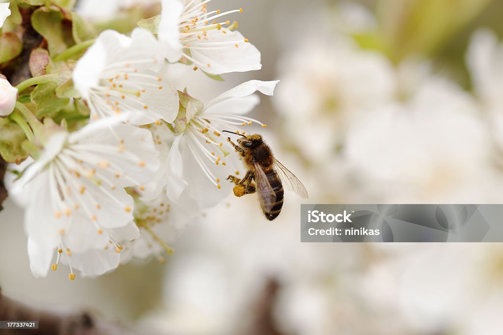 Honey Bee pollinating cherry flower Animal Stock Photo