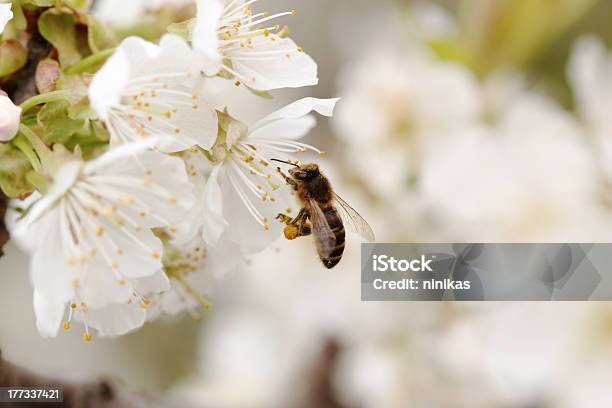 Honey Bee Pollinating Cherry Flower Stock Photo - Download Image Now - Animal, Beauty In Nature, Bee