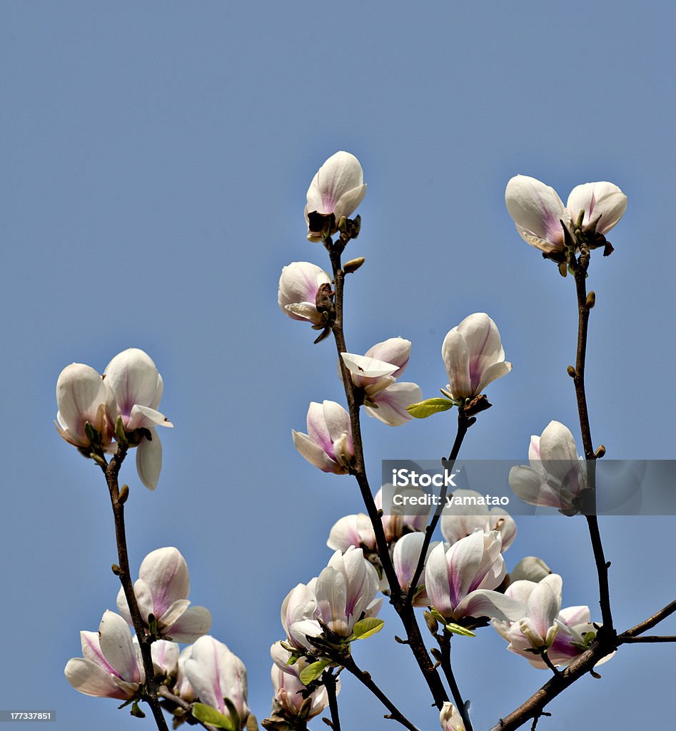 Magnolia Grandiflora - Royalty-free Ao Ar Livre Foto de stock