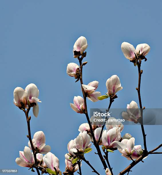 Magnolia Grandiflora - Fotografias de stock e mais imagens de Ao Ar Livre - Ao Ar Livre, Azul, Beleza