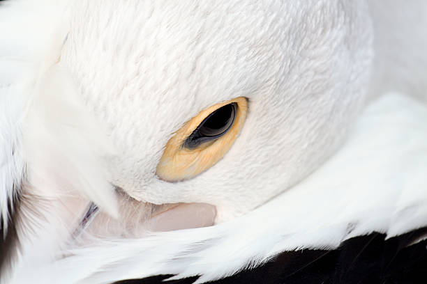 istock Sleepy Australian Pelican 177338255