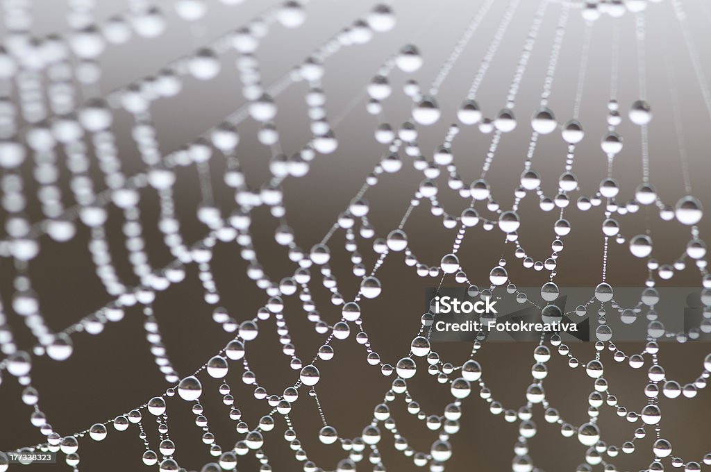 Tautropfen aufwecken auf Spinnennetz ins - Lizenzfrei Fotografie Stock-Foto