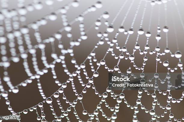 Tautropfen Aufwecken Auf Spinnennetz Ins Stockfoto und mehr Bilder von Fotografie - Fotografie, Horizontal, Natur