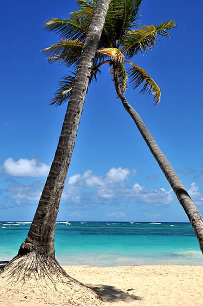 istock Caribbean and its coconut trees 177338398