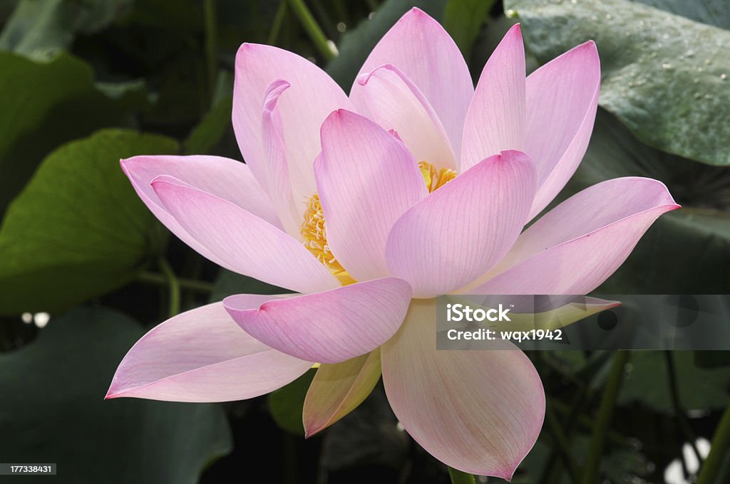 꽃송이 핑크 바하이 아이리스입니다 - 로열티 프리 0명 스톡 사진