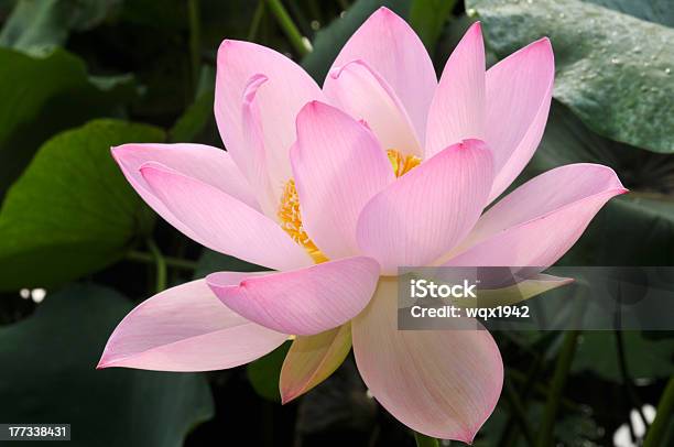 Розовый Лотос Цветок Blossom — стоковые фотографии и другие картинки Без людей - Без людей, Водное растение, Водяная лилия