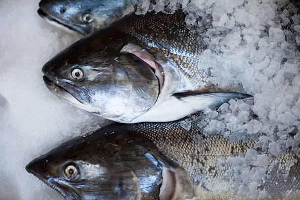 istock Fresh King Salmon on ice at a fish market. 177338464